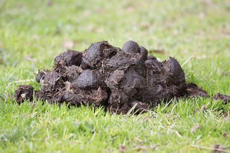 6338129-a-pile-of-fresh-horse-manure-on-green-grass[1].jpg