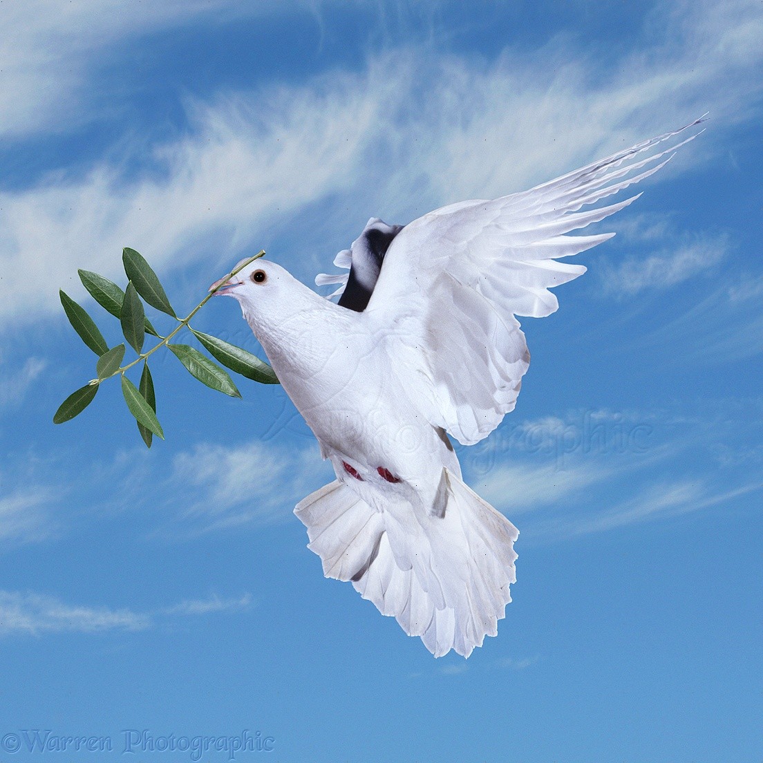 21517-Peace-dove-with-olive-branch.jpg
