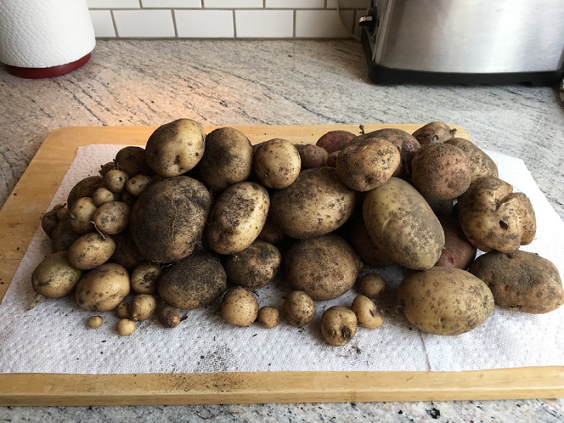 Potatoes View 1.jpg