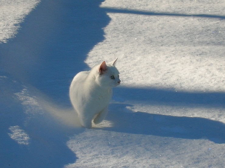 SnowCat.jpg