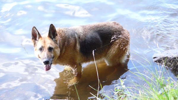 This beautiful girl passed 1 week before I moved to Killington 10 years ago, but I got to spend over a year on weekends with her. She was a caretaker type - would have made a great dog mom.