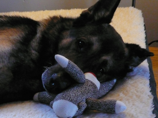 This shepherd was my hiking and backcountry buddy for my first 4 years in Killington - great heart and companion.