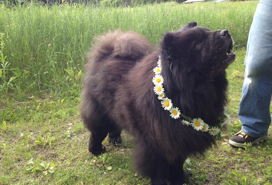 The chow chow was our last - rescued from a serious neglect situation.