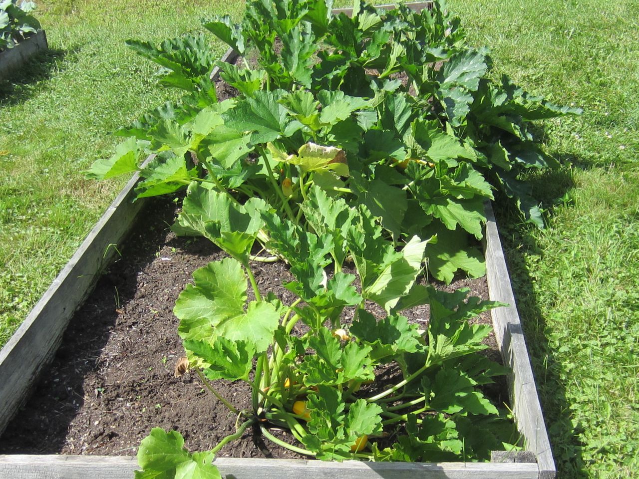 yellow zucchini