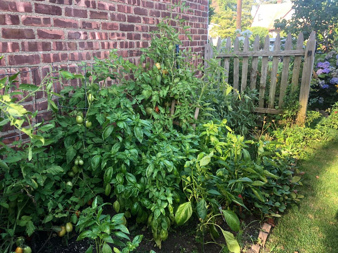 More tomatoes, basil and herbs.jpg