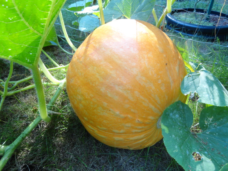 Pumpkins 046.JPG
