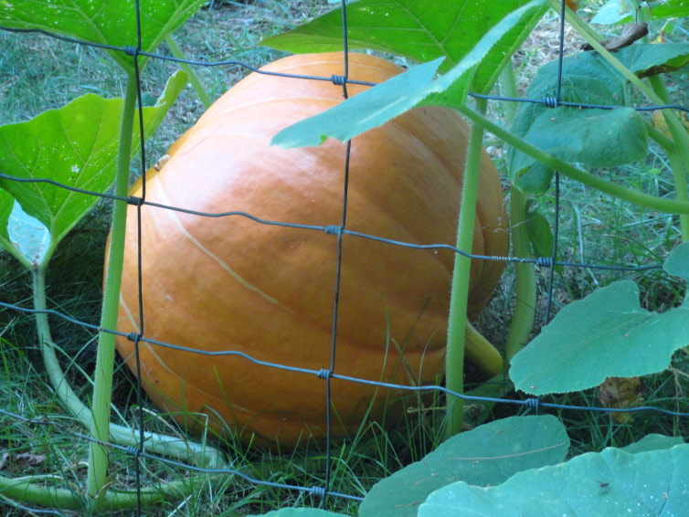 Pumpkins 047.JPG