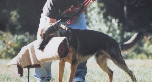 He was also a trained defense dog - so we never had to lock the house!  :-)